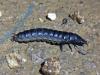 Calosoma sycophanta